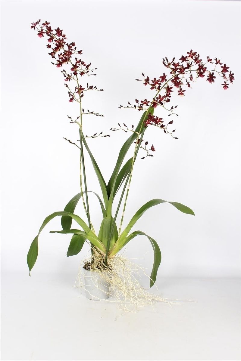 Орхидея Онцидиум микс 12/65 Голландия
